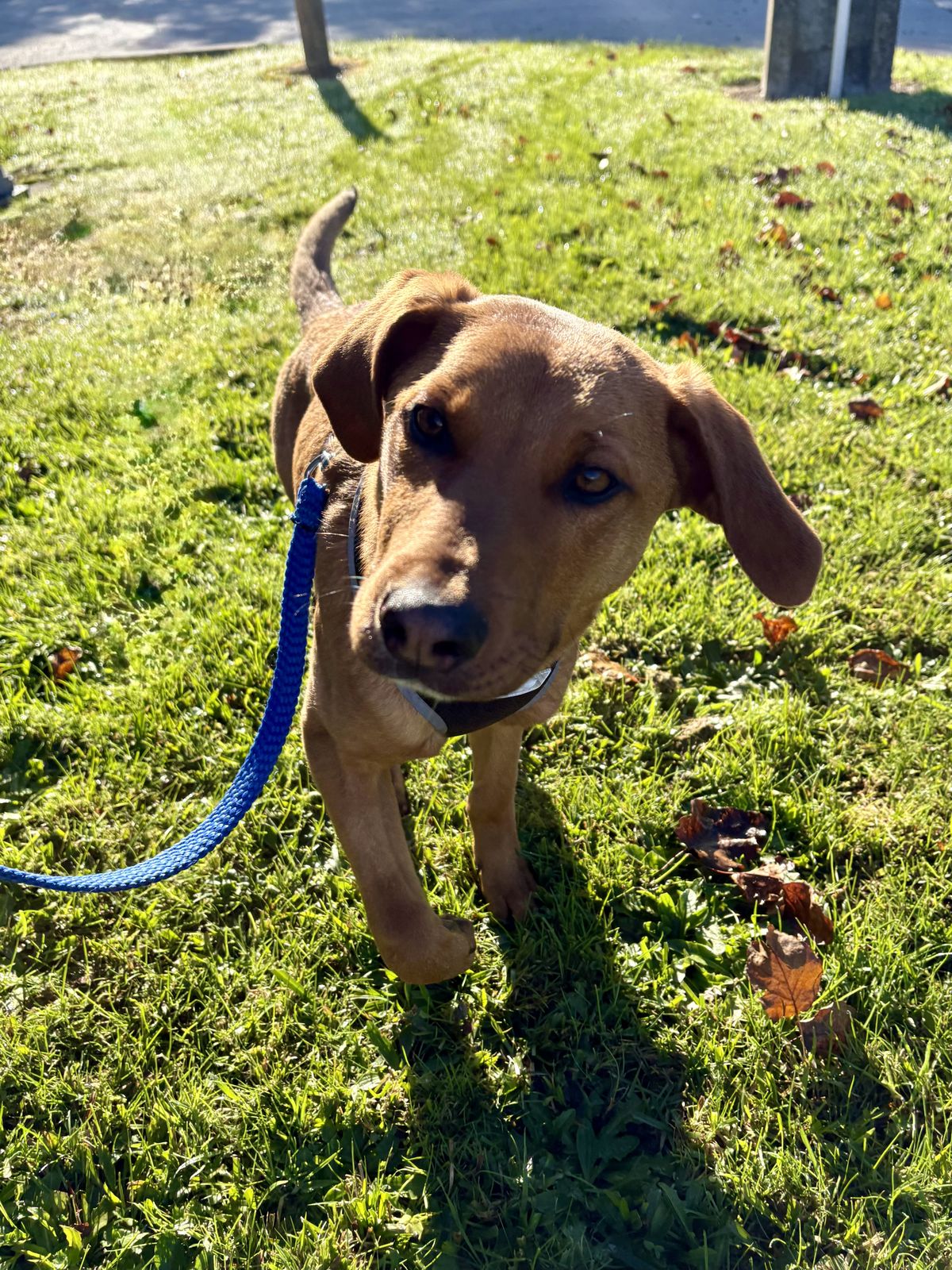 Gallery image: Roo