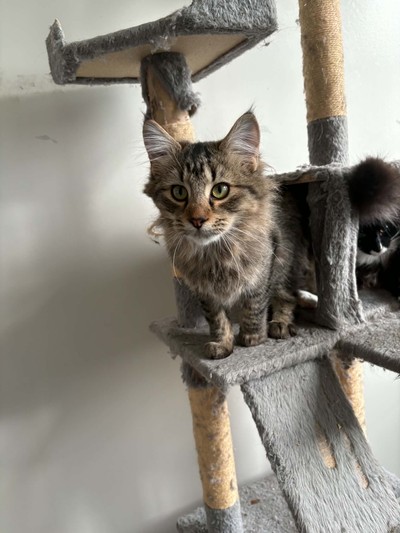Acacia - Domestic Longhair