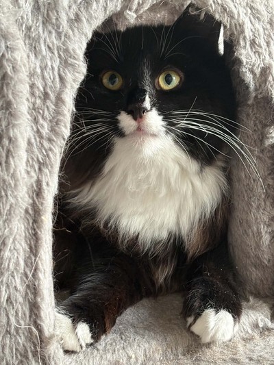 Nutmeg - Domestic Short Hair