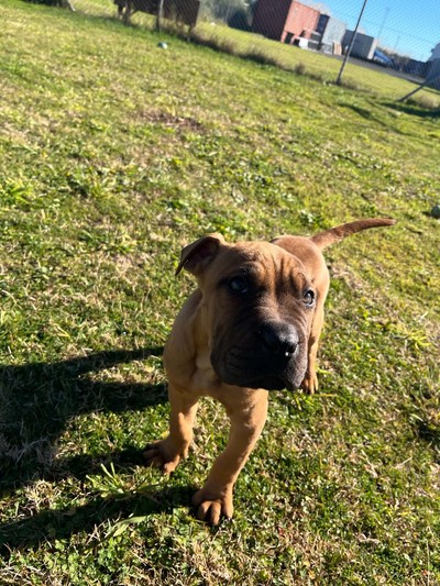 Waldo - Sharpei