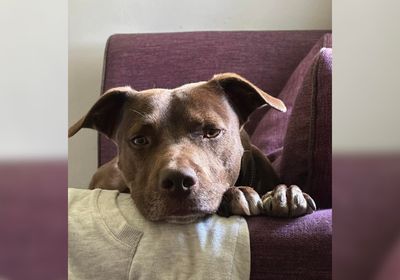 Dog suffers severe anxiety and fear after owner kicked him in the head