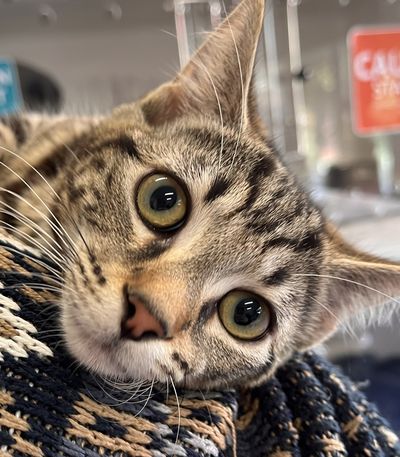 Lulu
