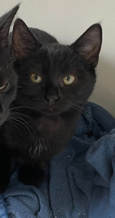 Cleo - Domestic Short Hair