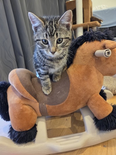 Keith - Domestic Short Hair
