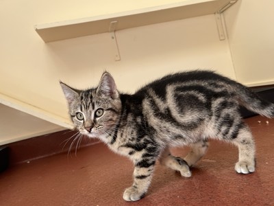 Zeke - Domestic Short Hair