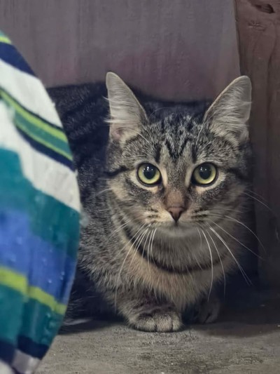 Lucy - Domestic Short Hair