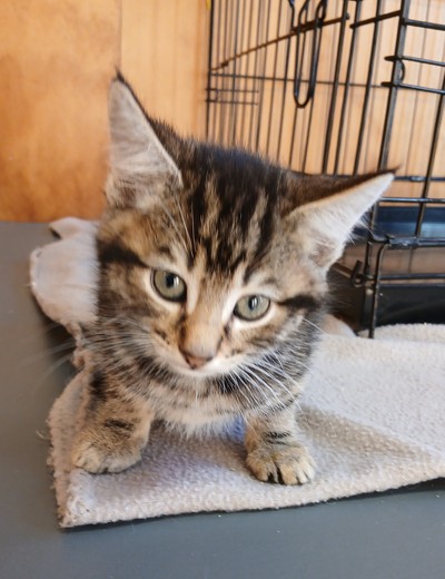 Zeb - Domestic Short Hair