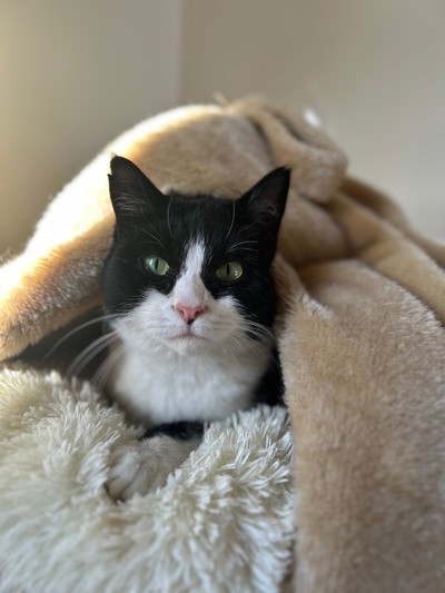 Cactus  - Domestic Short Hair