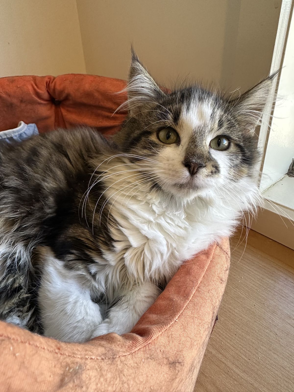 Gallery image: Lady Gelato Von Fluffington