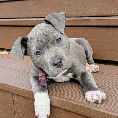 Luna - Medium Cross Breed