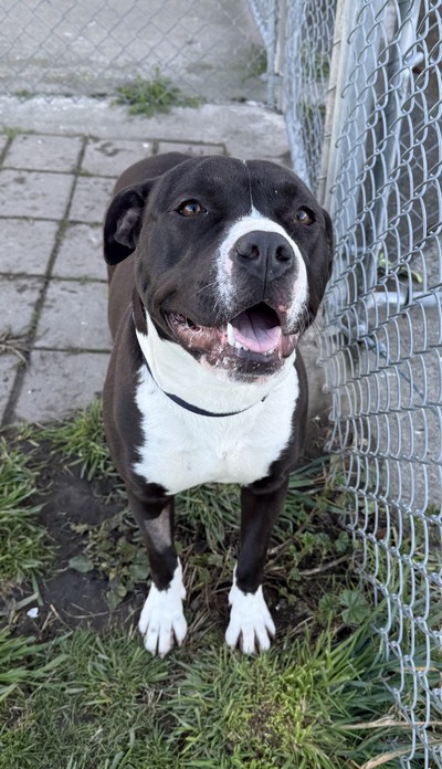 Delilah - American Staffy