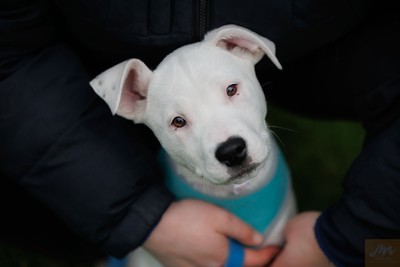 Boba - American Staffy