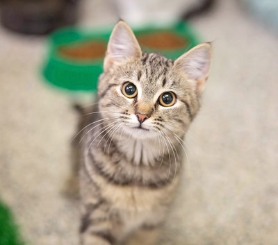 Pip - Domestic Short Hair