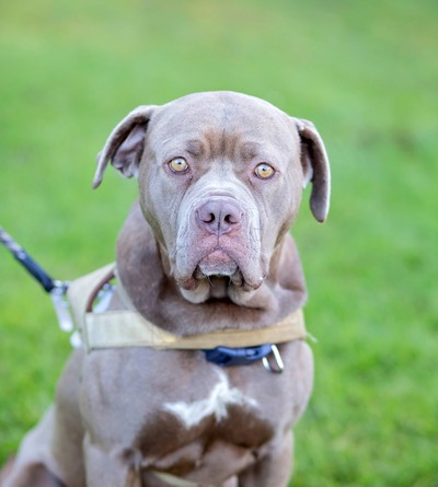 Mae - Neapolitan Mastiff