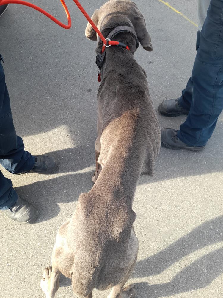 Mabel, an emaciated black dog 