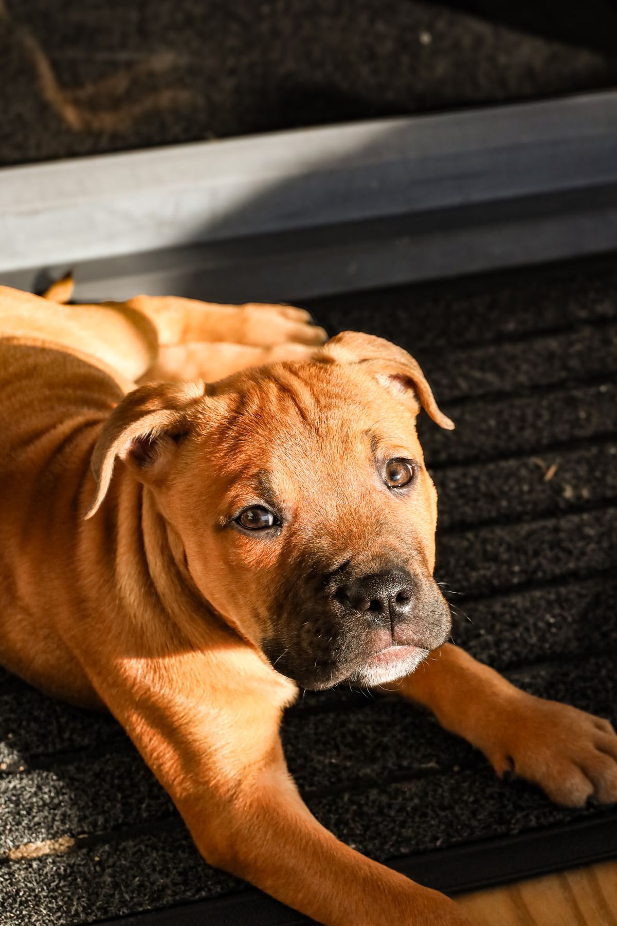 Gallery image: Louie