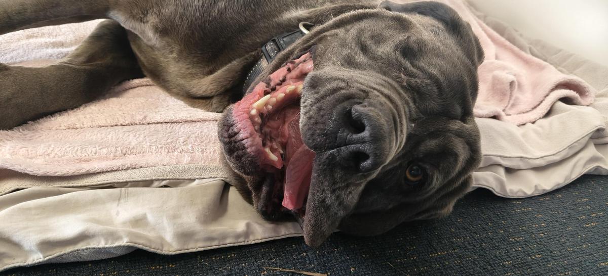 Meet Mabel: the gentle, goofy giant who loves the simple things in life!