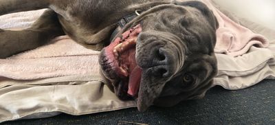 Meet Mabel: the gentle, goofy giant who loves the simple things in life!