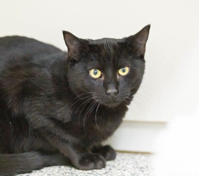 Jinx - Domestic Short Hair
