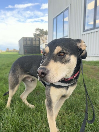 Max - Medium Cross Breed