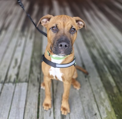 Buttercup - Bullmastiff