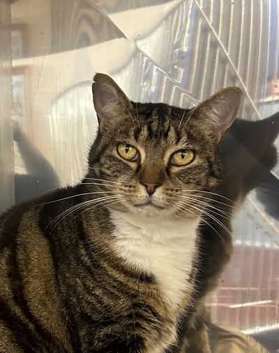 Isabella - Domestic Short Hair