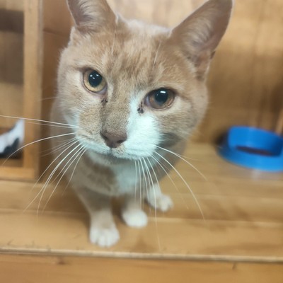 Ginge - Domestic Short Hair