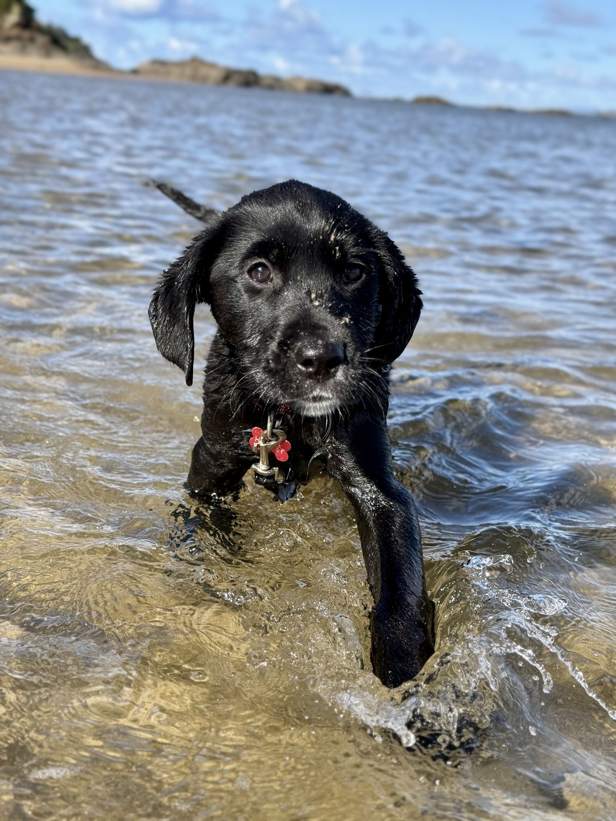 Gallery image: Evie