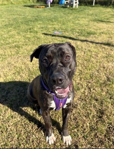 Ginny - Mastiff