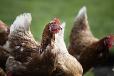 Worried about bird flu in New Zealand? Here’s what you should know.