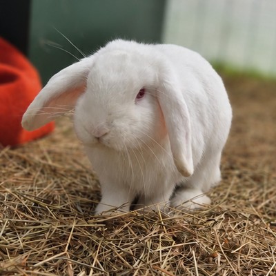 Benji - Lop Eared