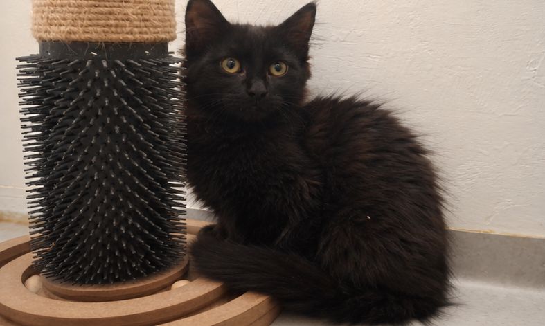 Gallery image: Sooty