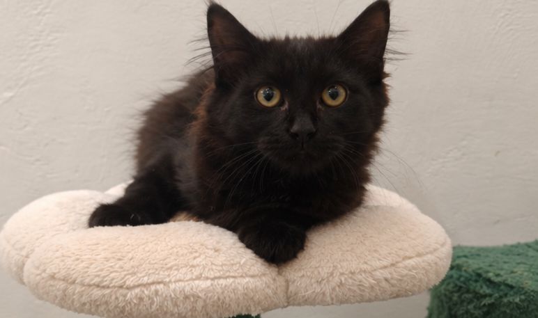 Gallery image: Sooty