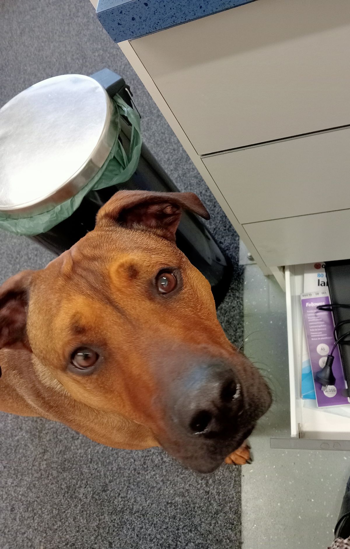 Gallery image: Dexter