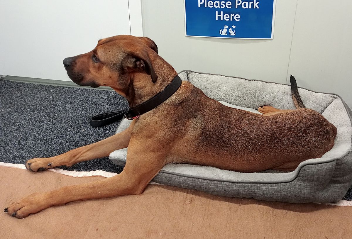 Gallery image: Dexter