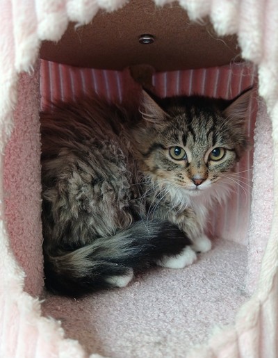 Albert - Domestic Longhair