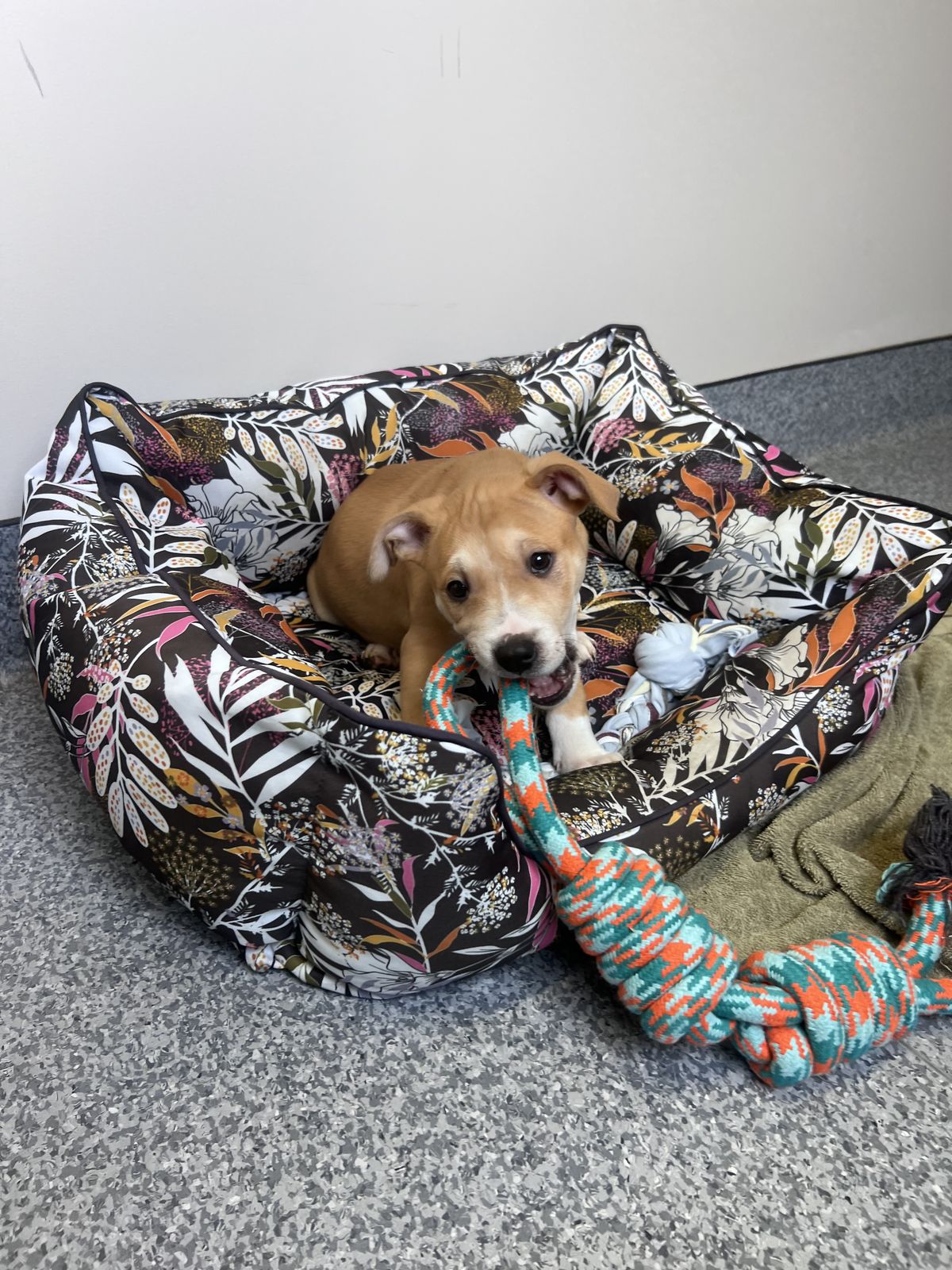 Gallery image: Daisy