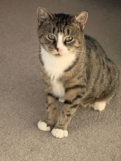 Petunia