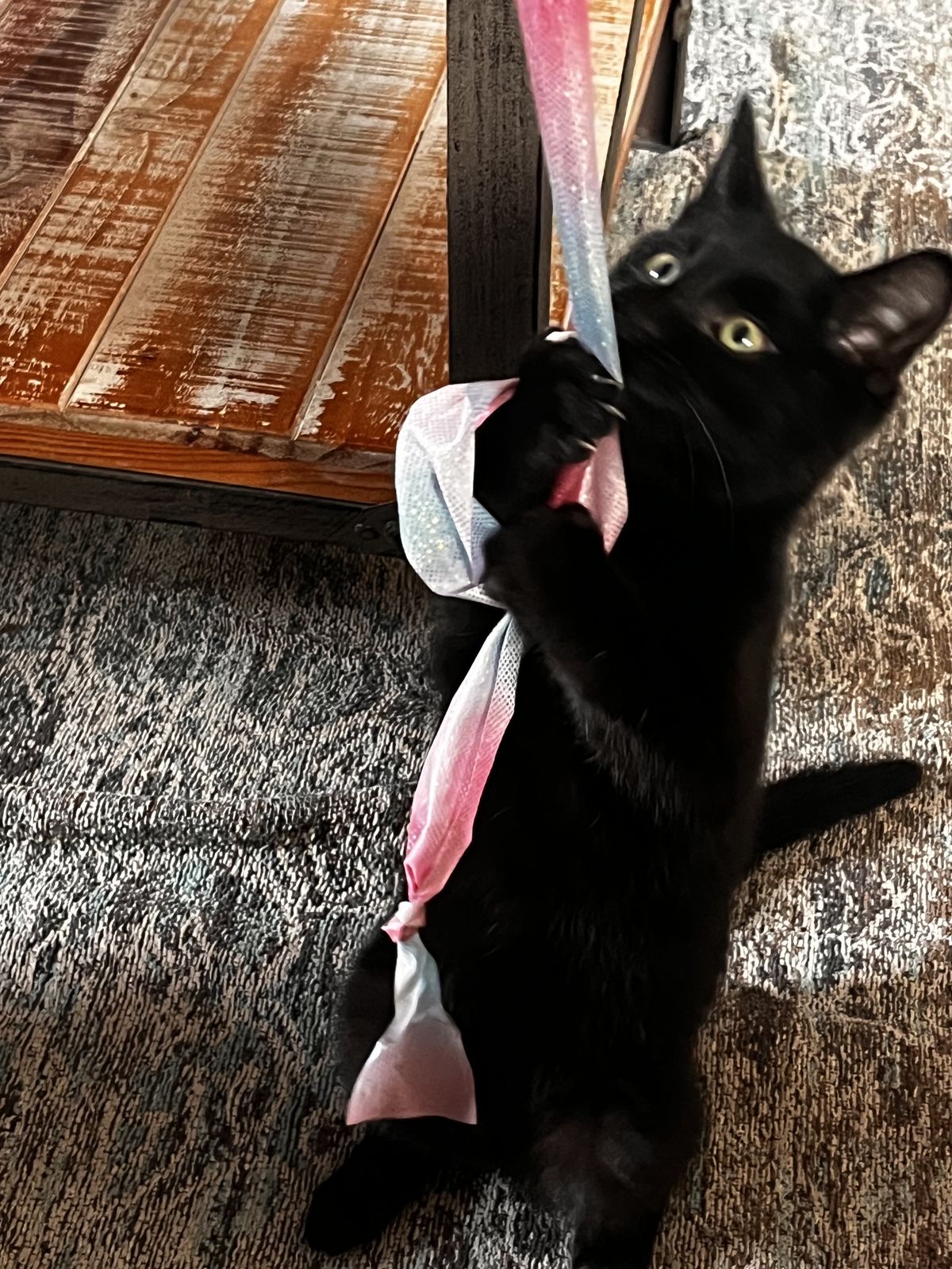 Gallery image: Muffin