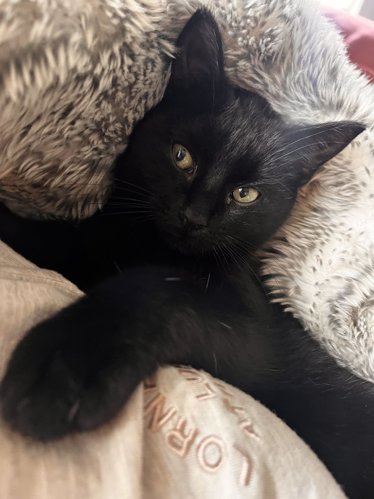 Gallery image: Muffin