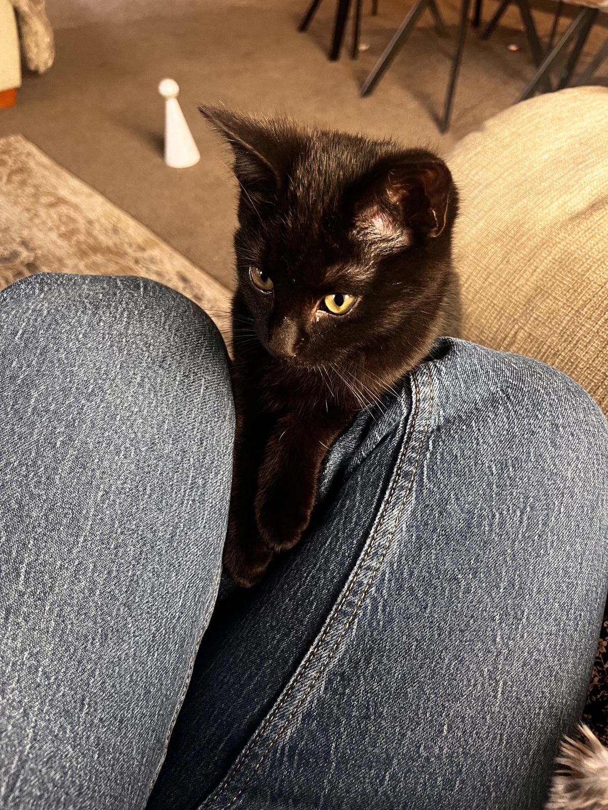 Gallery image: Muffin