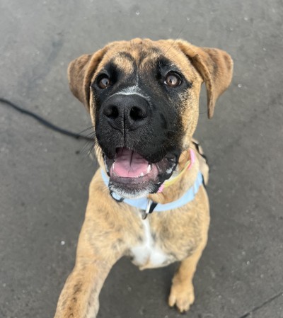 Posey - Boxer
