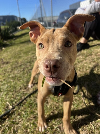 Bandit - Medium Cross Breed