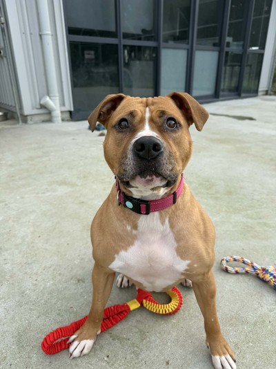 Equinox - American Staffy