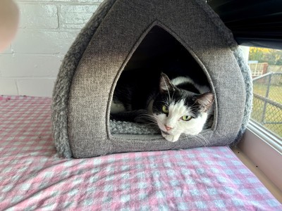 Kelp - Domestic Short Hair