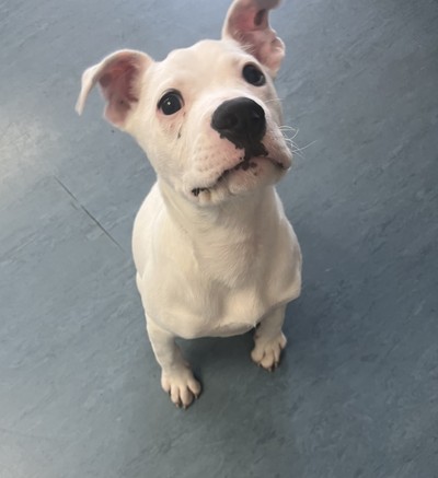 Ziggy - Medium Cross Breed