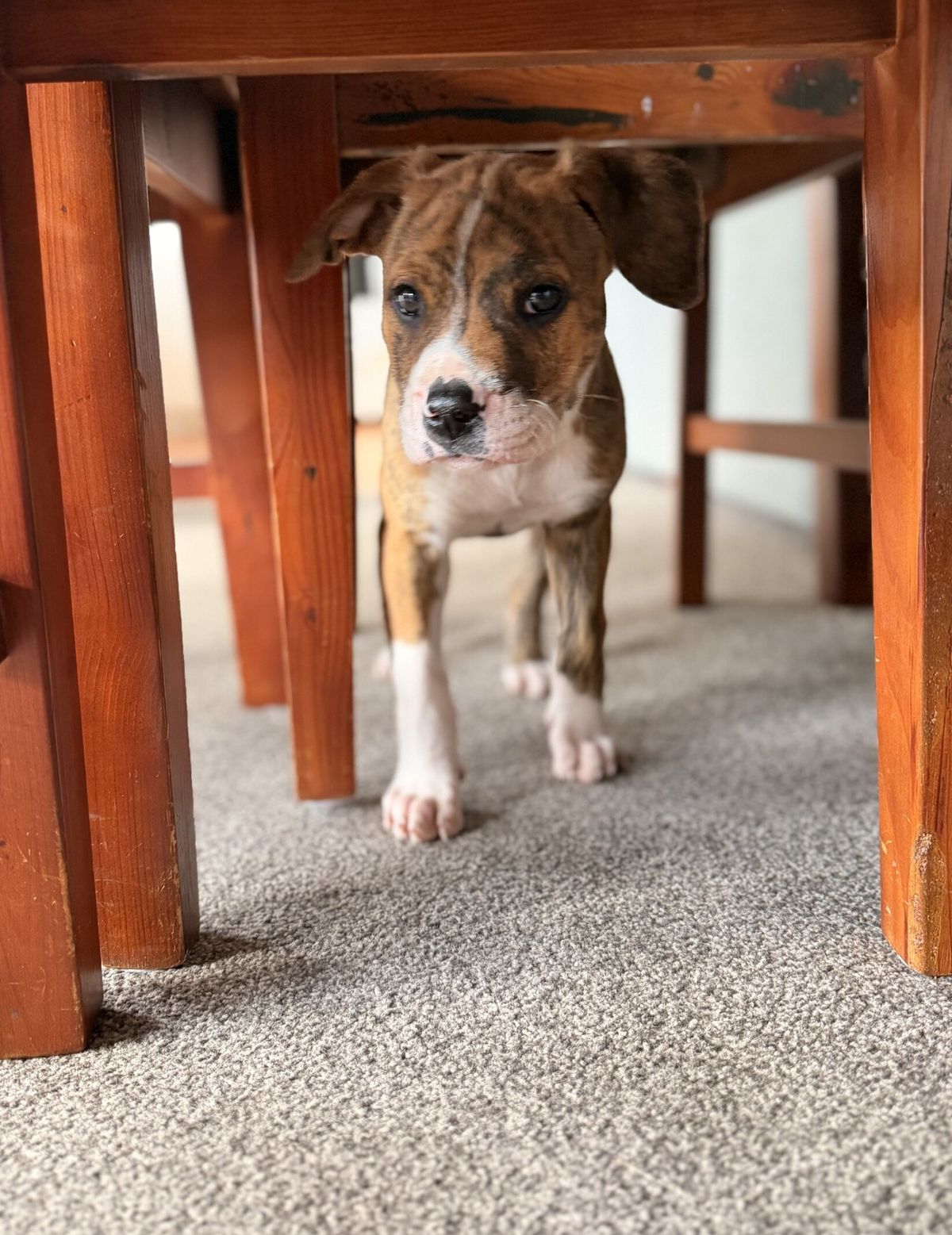 Gallery image: Houdini