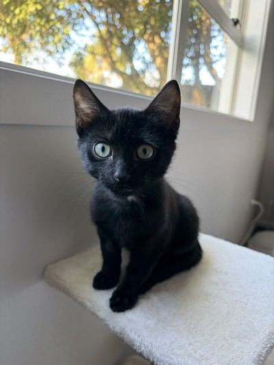 Ballister  - Domestic Short Hair