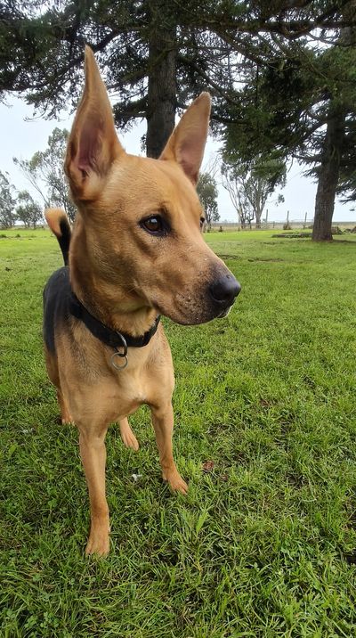 Lila