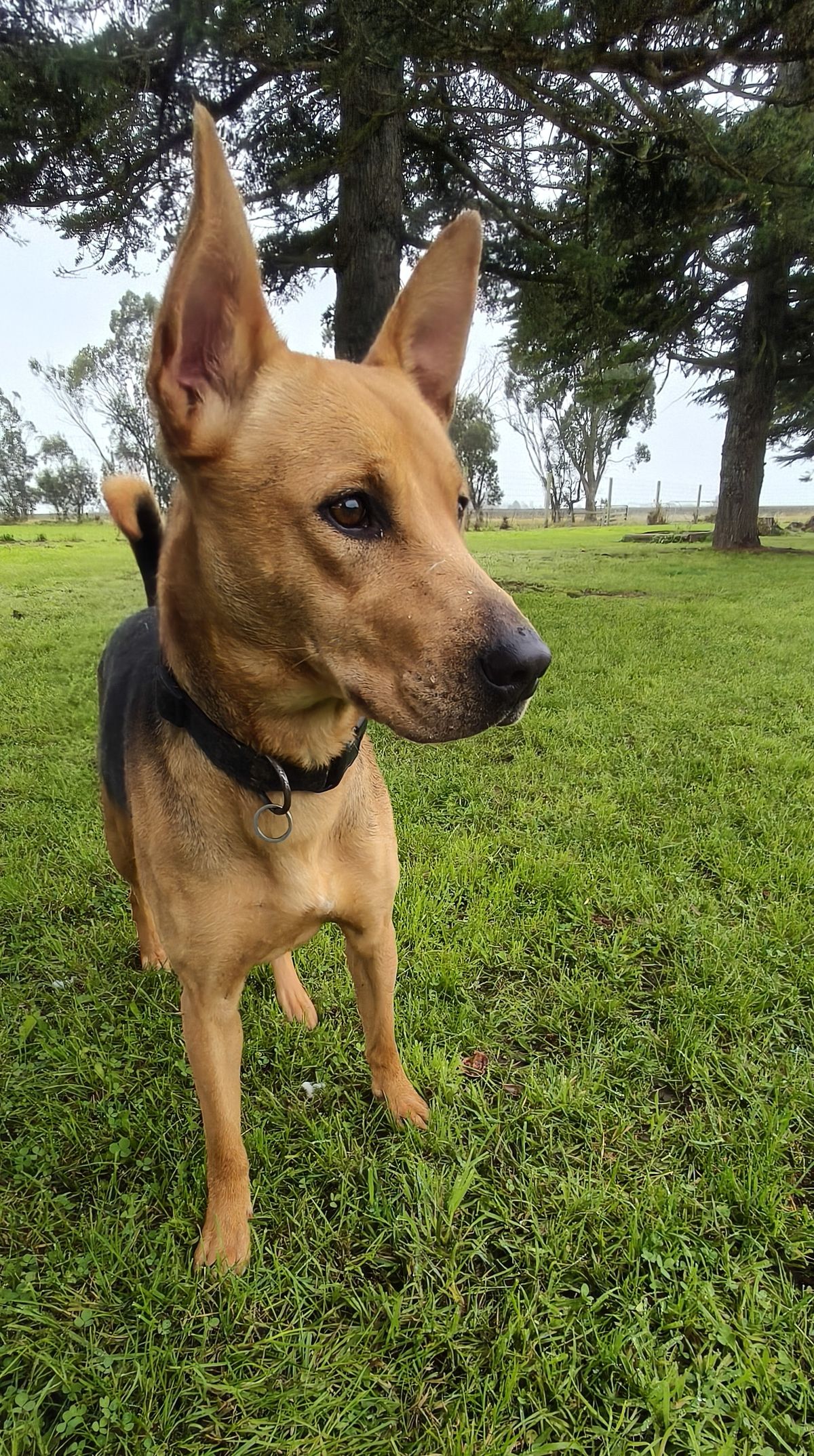 Gallery image: Lila